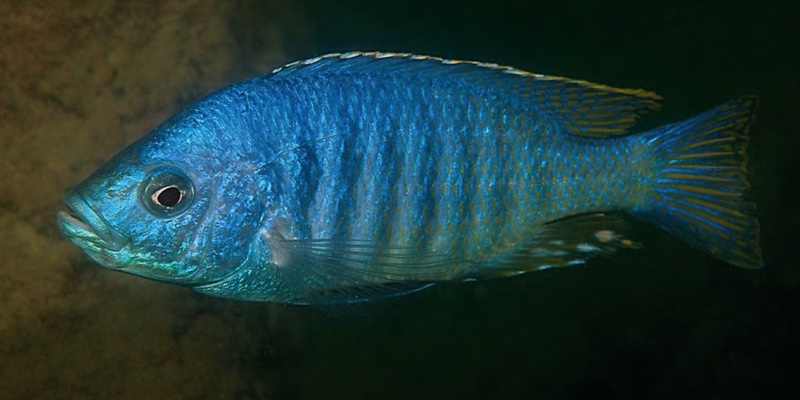 'Hemitaeniochromis' sp. 'insignis mumbo' Boadzulu Island